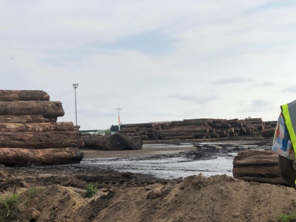 Entre 2013 et 2018, le Vietnam a importé pour 883 millions dollars de bois déclaré comme d’origine camerounaise, alors que Yaoundé n’avait officiellement enregistré que 476 millions dollars. Cette révélation faite par une enquête de l’Environmental Investigation Agency, indique l’existence d’un trou commercial de plus de 400 millions de dollars, soit environ 225,6 milliards FCFA. En d’autres termes, la chaîne d’approvisionnement du bois camerounais est gangrénée par un trafic massif et une sous-facturation organisée. Sur le terrain, à l’entrée du port de Douala, notre investigation met au jour un système rodé : documents détournés, « lettres de route » falsifiées, corruption aux checkpoints et circuits maritimes discrets vers l’Asie, qui transforment l’exportation du bois en un commerce parallèle extrêmement lucratif.