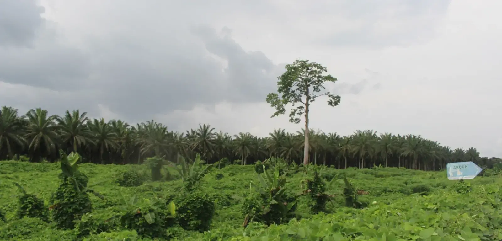 Cameroun-Bénin : Conversion des forêts : L’agriculture industrielle l’emporte sur l’agriculture de subsistance