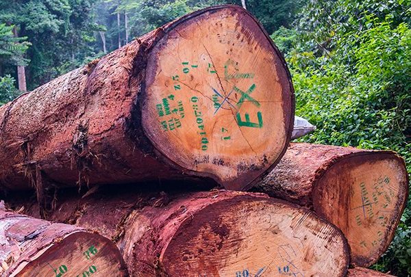La forêt camerounaise s’étend sur 22 millions d’hectares soit plus de 40% de l’étendue du pays. Elle contribue à plus de 4 % au produit intérieur brut. L'exploitation forestière illégale entraine la déforestation, la dégradation des écosystèmes forestiers, qui conduisent à une perte de biodiversité et de l'economie. Au cours de l'année 2025 qui s'achève, de nombreuses actions ont été menées par le Ministere des forêts et de la Faune, et les organisations de la société civile pour lutter contre l' exploitation illicite et illégale des forêts.