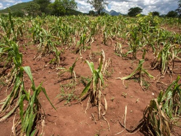 Le Cameroun subit de plein fouet les effets du réchauffement climatique mondial. Amplifié par les activités humaines, ce phénomène entraîne une hausse généralisée des températures et des dérèglements climatiques dans les cinq zones agroécologiques du pays, avec des impacts directs sur l’agriculture et les écosystèmes.