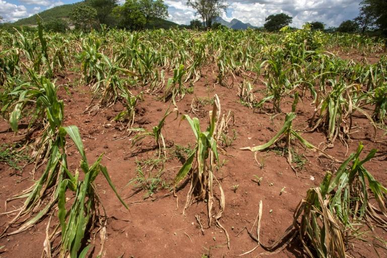 Le Cameroun subit de plein fouet les effets du réchauffement climatique mondial. Amplifié par les activités humaines, ce phénomène entraîne une hausse généralisée des températures et des dérèglements climatiques dans les cinq zones agroécologiques du pays, avec des impacts directs sur l’agriculture et les écosystèmes.
