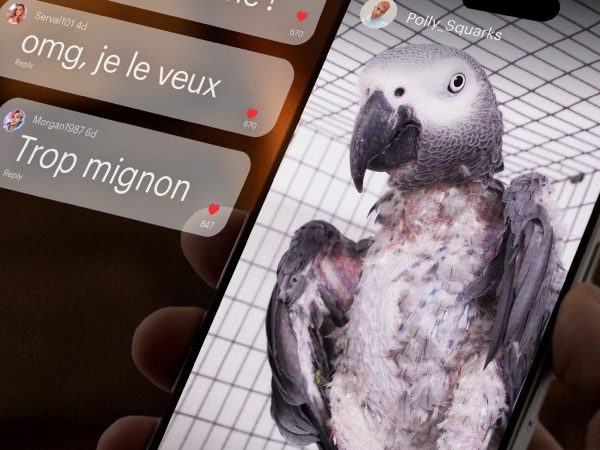 Un nouveau rapport révèle un paradoxe frappant : si les Français se disent largement préoccupés par le trafic d’espèces sauvages, beaucoup ignorent leur rôle dans ce phénomène, notamment à travers leur consommation de contenus diffusés sur les réseaux sociaux.