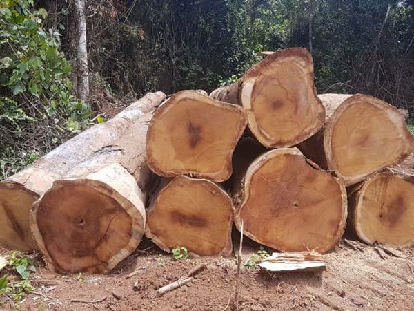 À quelques mois de l’entrée en vigueur du règlement européen contre la déforestation, un rapport international estime que le Cameroun reste incapable d’identifier les véritables propriétaires des concessions forestières. Une faille majeure qui pourrait fragiliser les ambitions environnementales de l’Union européenne.