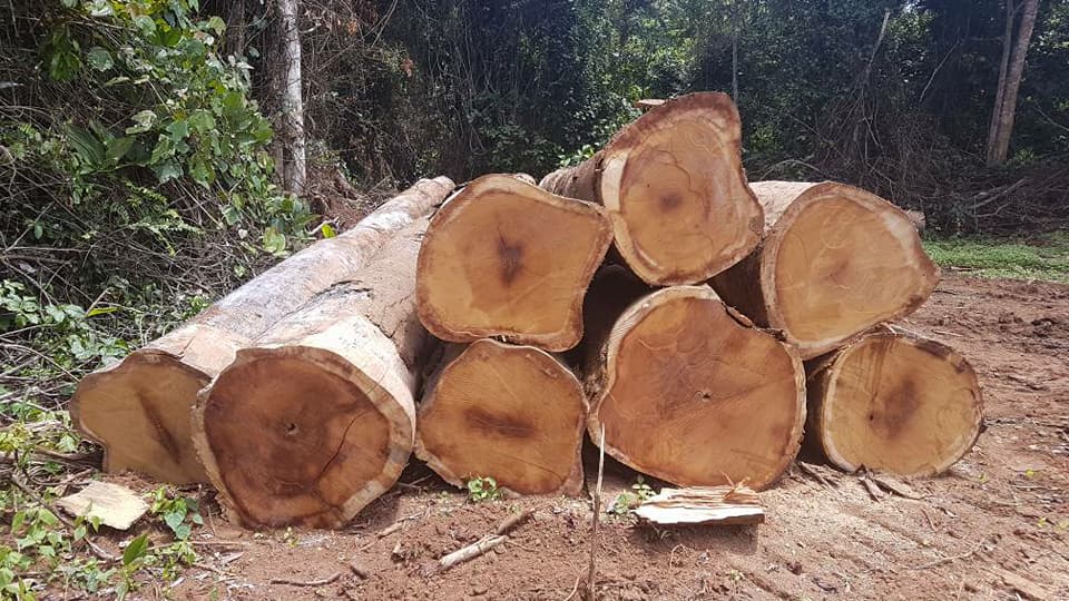 À quelques mois de l’entrée en vigueur du règlement européen contre la déforestation, un rapport international estime que le Cameroun reste incapable d’identifier les véritables propriétaires des concessions forestières. Une faille majeure qui pourrait fragiliser les ambitions environnementales de l’Union européenne.