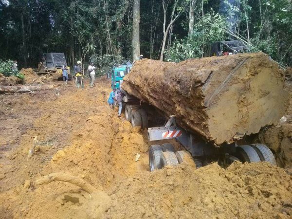 Le Cameroun perdrait chaque année près de 289 millions de dollars à cause de flux financiers illicites liés au commerce du bois. C’est cinq fois plus que les estimations officielles. Un nouveau rapport international, publié le 26 mai 2026 par la Coalition pour la Transparence Financière (FTC), accuse l’opacité financière et le maintien de licences forestières accordées à des entreprises sanctionnées.
