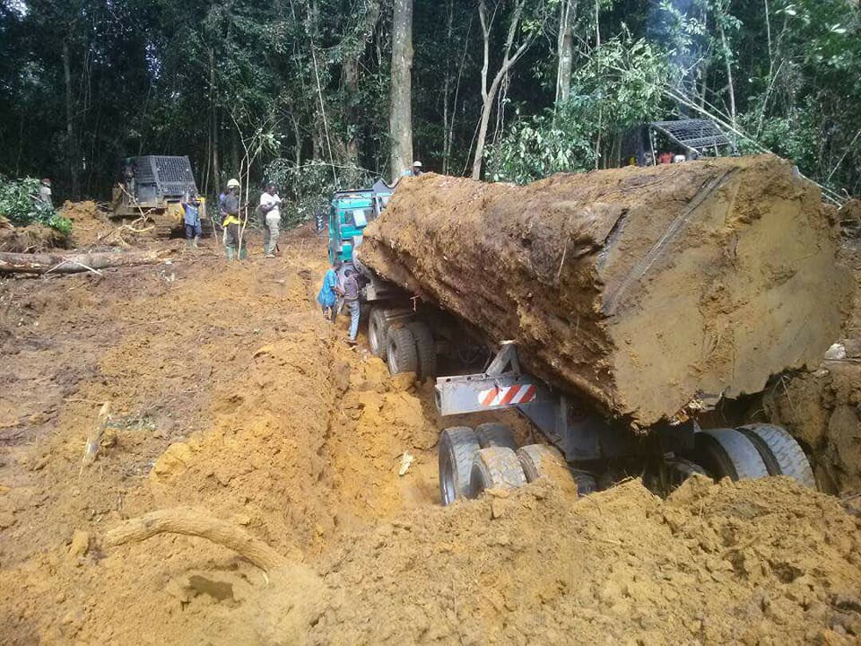 Le Cameroun perdrait chaque année près de 289 millions de dollars à cause de flux financiers illicites liés au commerce du bois. C’est cinq fois plus que les estimations officielles. Un nouveau rapport international, publié le 26 mai 2026 par la Coalition pour la Transparence Financière (FTC), accuse l’opacité financière et le maintien de licences forestières accordées à des entreprises sanctionnées.