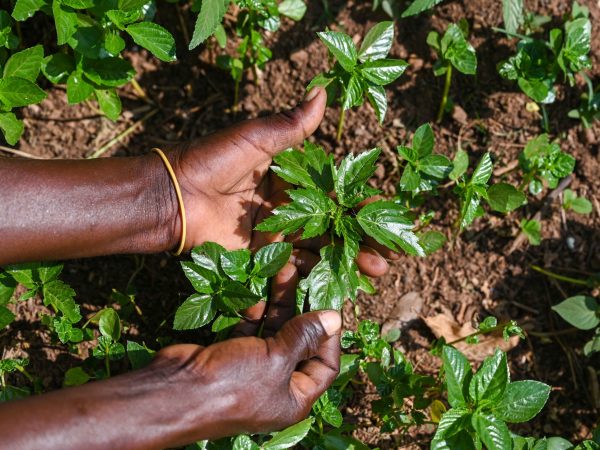 An international study published in the Proceedings of the National Academy of Sciences (PNAS) warns that the world is losing its vegetable biodiversity at an alarming rate. Researchers identified more than 1,480 edible vegetable species, while noting that people consume nearly 40% fewer vegetables than recommended by the World Health Organization (WHO) and that almost one-quarter of the assessed wild relatives of major vegetable crops are threatened with extinction. Scientists are urging governments and researchers worldwide to take urgent action to conserve vegetable diversity to improve nutrition, strengthen climate resilience, and safeguard future food security.