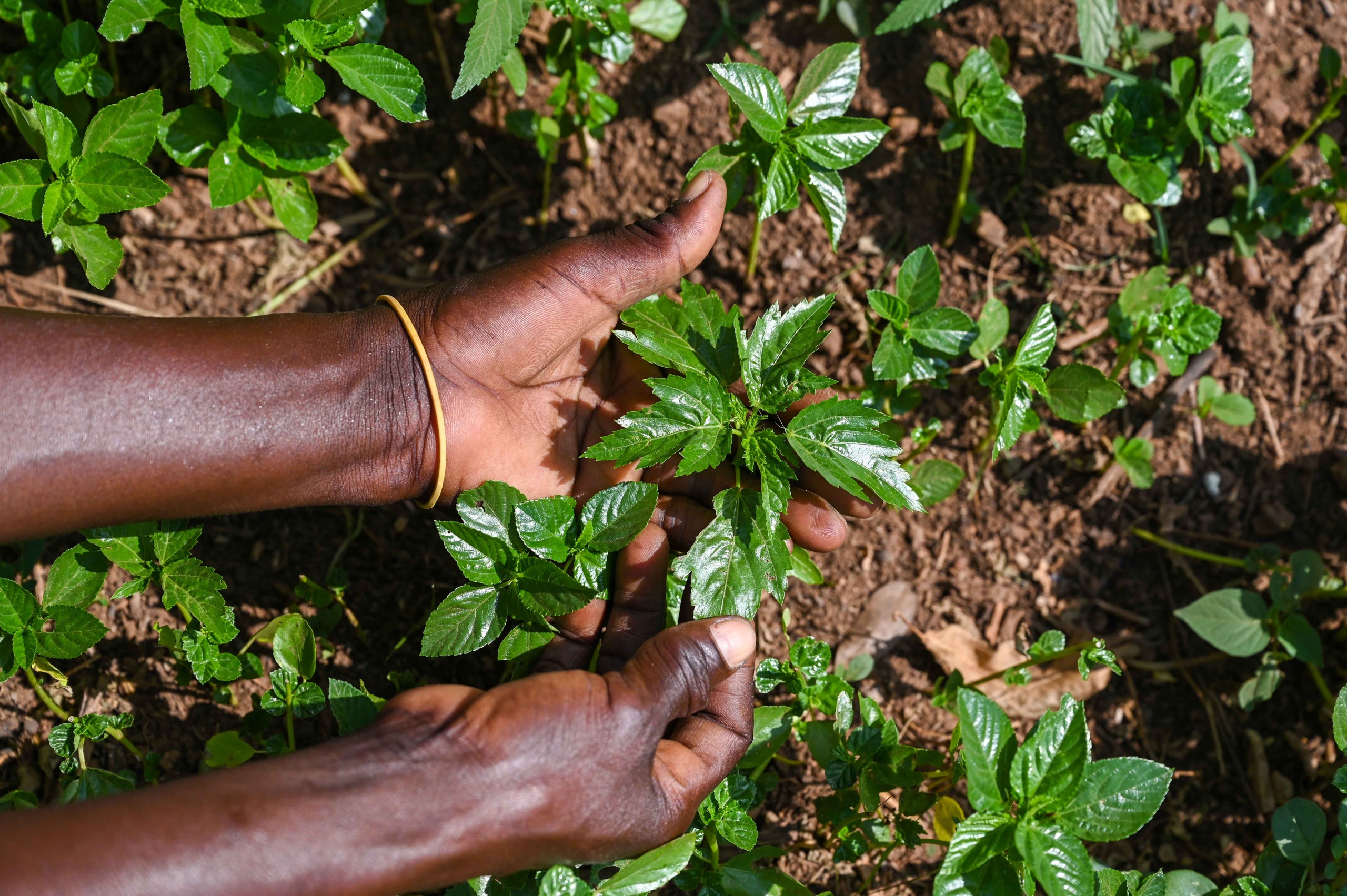 An international study published in the Proceedings of the National Academy of Sciences (PNAS) warns that the world is losing its vegetable biodiversity at an alarming rate. Researchers identified more than 1,480 edible vegetable species, while noting that people consume nearly 40% fewer vegetables than recommended by the World Health Organization (WHO) and that almost one-quarter of the assessed wild relatives of major vegetable crops are threatened with extinction. Scientists are urging governments and researchers worldwide to take urgent action to conserve vegetable diversity to improve nutrition, strengthen climate resilience, and safeguard future food security.