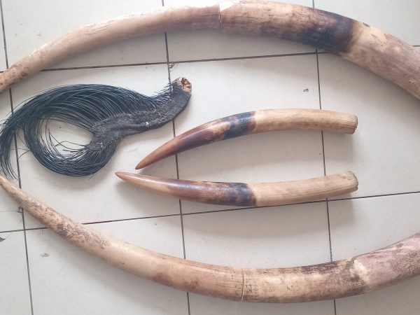 Le 31 juillet 2026, lors d’une opération conjointe menée à Libreville par l'administration des Eaux et Forêts et la Police Judiciaire (PJ), appuyée par l’ONG Conservation Justice (CJ), deux individus de nationalité gabonaise ont été interpellés en possession de quatre pointes d'ivoire et d'une queue d'éléphant.