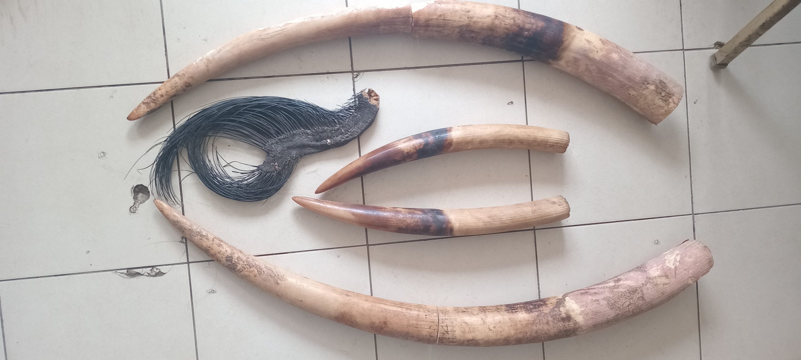 Le 31 juillet 2026, lors d’une opération conjointe menée à Libreville par l'administration des Eaux et Forêts et la Police Judiciaire (PJ), appuyée par l’ONG Conservation Justice (CJ), deux individus de nationalité gabonaise ont été interpellés en possession de quatre pointes d'ivoire et d'une queue d'éléphant.
