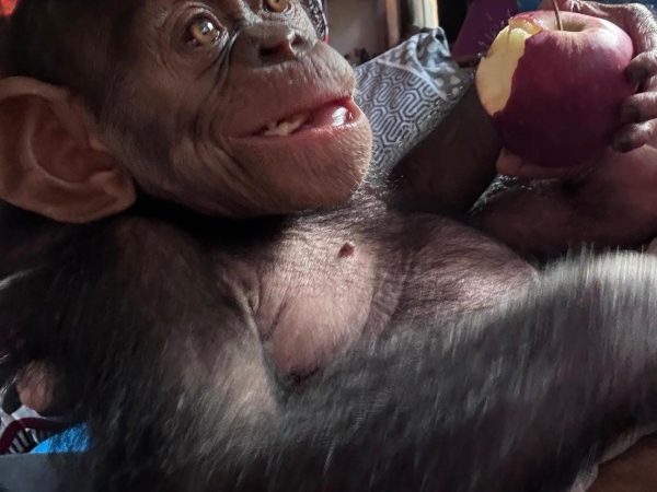 L’administration des Eaux et Forêts et la Police judiciaire (PJ), appuyées par l'ONG Conservation Justice (CJ), ont procédé, le 12 août 2026 à Libreville, à l'interpellation de quatre individus en possession d’un bébé chimpanzé qu’ils tentaient de vendre illégalement.