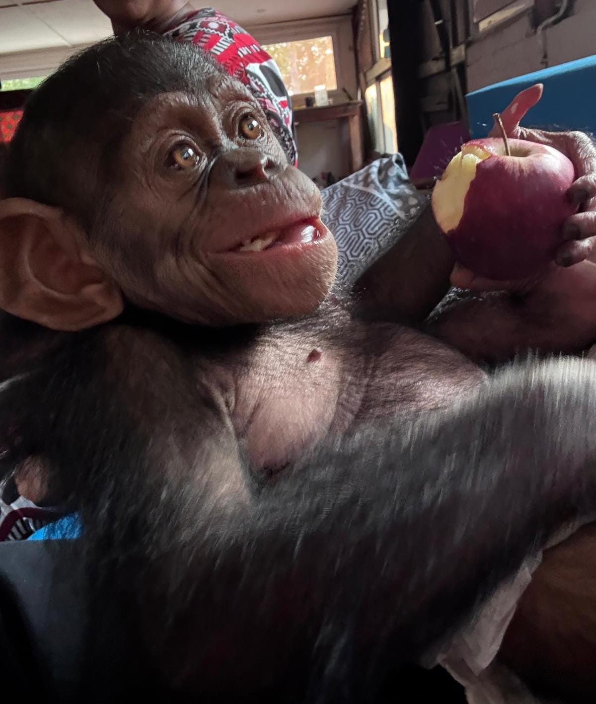 L’administration des Eaux et Forêts et la Police judiciaire (PJ), appuyées par l'ONG Conservation Justice (CJ), ont procédé, le 12 août 2026 à Libreville, à l'interpellation de quatre individus en possession d’un bébé chimpanzé qu’ils tentaient de vendre illégalement.