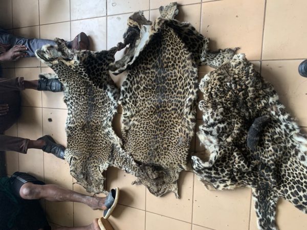 Le Gabon constitue un espoir de survie pour la panthère, dont la répartition a fortement diminué en raison du braconnage et de la perte d’habitat à l’échelle du continent. En particulier, le parc national de l’Ivindo compte l’une des plus grandes densités de léopards. Mais le braconnage et la commercialisation illégale des panthères existent encore comme l’atteste cette opération récente menée par la Direction provinciale des Eaux et Forêts du Woleu-Ntem et la Police judiciaire, appuyée par l’ONG Conservation Justice.