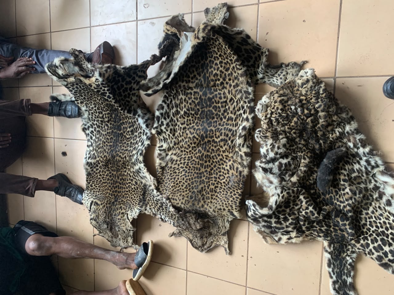 Le Gabon constitue un espoir de survie pour la panthère, dont la répartition a fortement diminué en raison du braconnage et de la perte d’habitat à l’échelle du continent. En particulier, le parc national de l’Ivindo compte l’une des plus grandes densités de léopards. Mais le braconnage et la commercialisation illégale des panthères existent encore comme l’atteste cette opération récente menée par la Direction provinciale des Eaux et Forêts du Woleu-Ntem et la Police judiciaire, appuyée par l’ONG Conservation Justice.