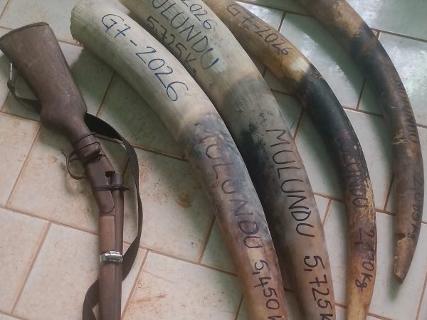 Jardinier des forêts tropicales, l’éléphant de forêt (Loxodonta cyclotis) fait toujours l’objet de braconnage au Gabon où des cas de trafic d’ivoire sont révélés régulièrement à la suite d’enquêtes de terrain menées par les autorités judiciaires. À Lipaka 2, village situé sur l'axe Lastoursville-Moanda, dans le département de Mulundu, quatre individus viennent d’être interpellés pour possession illégale de quatre pointes d’ivoire.