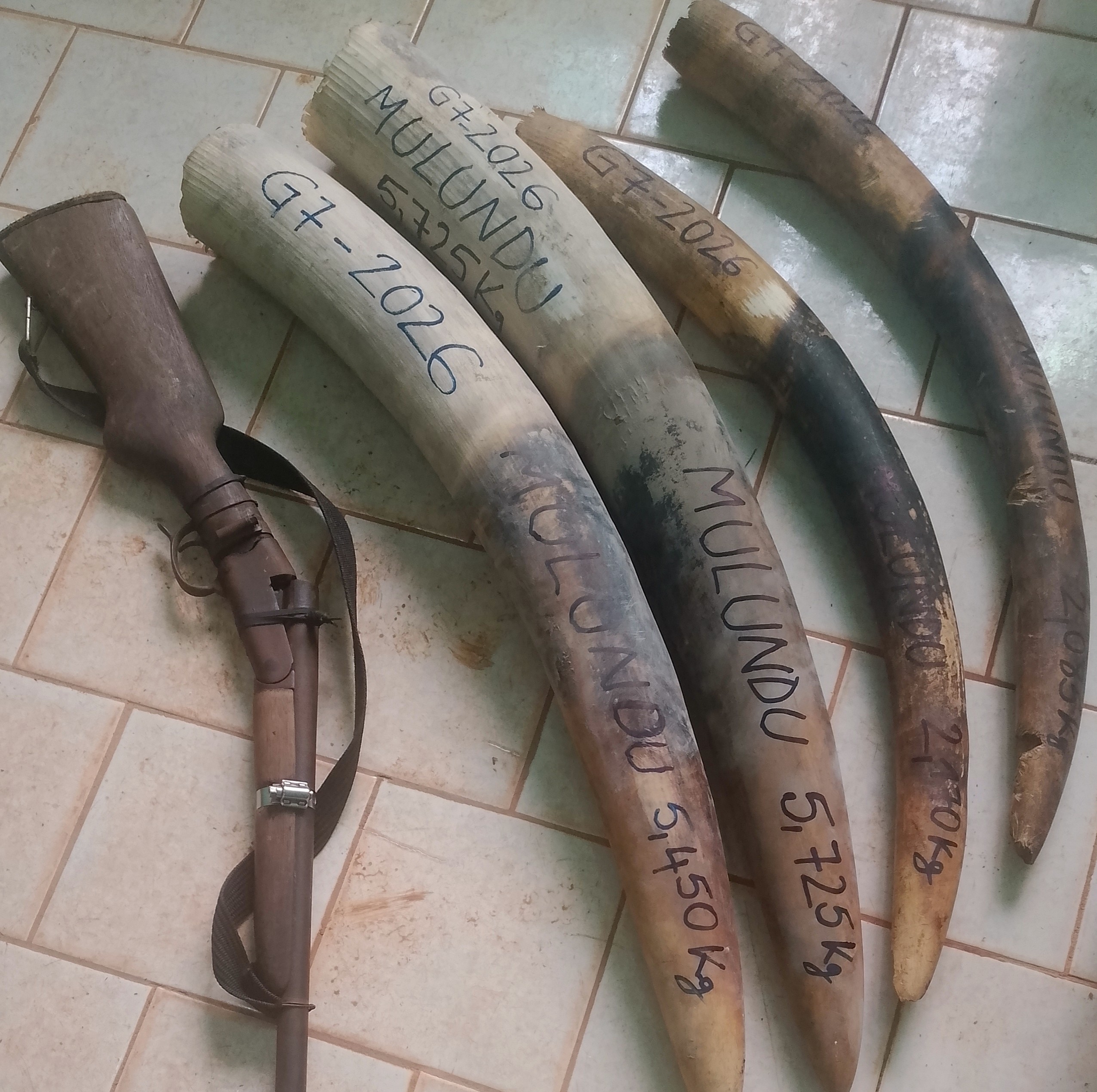 Jardinier des forêts tropicales, l’éléphant de forêt (Loxodonta cyclotis) fait toujours l’objet de braconnage au Gabon où des cas de trafic d’ivoire sont révélés régulièrement à la suite d’enquêtes de terrain menées par les autorités judiciaires. À Lipaka 2, village situé sur l'axe Lastoursville-Moanda, dans le département de Mulundu, quatre individus viennent d’être interpellés pour possession illégale de quatre pointes d’ivoire.