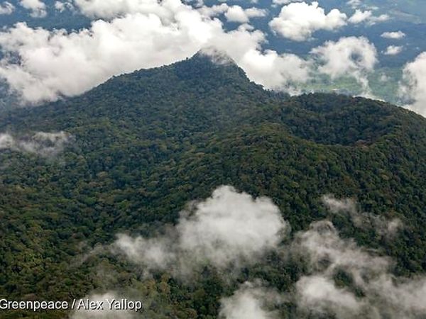 Bassin du Congo : 780 000 hectares de forêt perdus en un an
