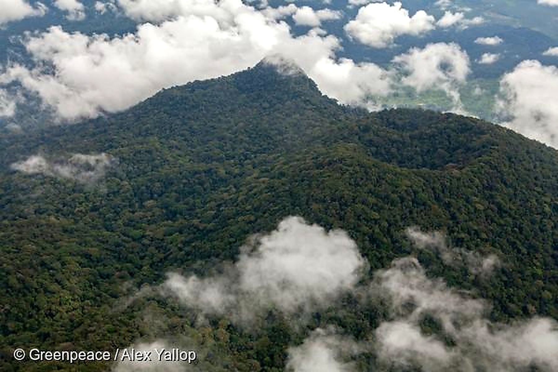 Bassin du Congo : 780 000 hectares de forêt perdus en un an